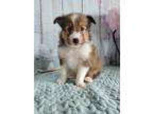 Shetland Sheepdog Puppy for sale in Paw Paw, MI, USA