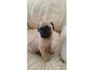 Pug Puppy for sale in Layton, UT, USA