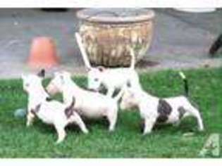 Bull Terrier Puppy for sale in THOUSAND PALMS, CA, USA