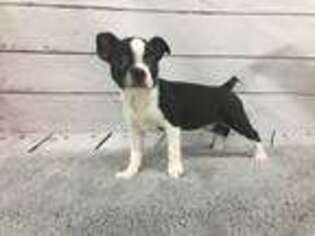 Boston Terrier Puppy for sale in Downers Grove, IL, USA