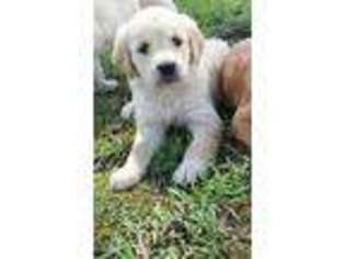 Mutt Puppy for sale in Vossburg, MS, USA