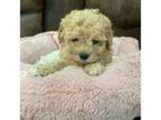 Shih-Poo Puppy for sale in Rego Park, NY, USA