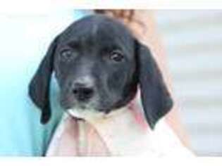 German Shorthaired Pointer Puppy for sale in Evart, MI, USA