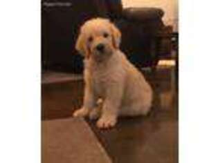 Labradoodle Puppy for sale in Pierson, FL, USA