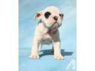 Bulldog Puppy for sale in BEVERLY HILLS, CA, USA