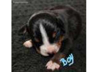 Greater Swiss Mountain Dog Puppy for sale in Drummond, MT, USA