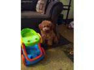 Goldendoodle Puppy for sale in Saylorsburg, PA, USA