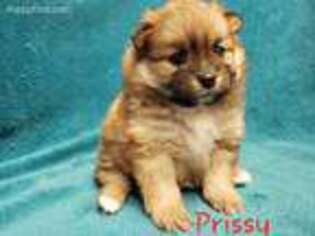 Pomeranian Puppy for sale in Supply, NC, USA