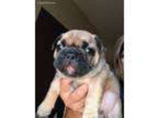 French Bulldog Puppy for sale in Wilton, CA, USA