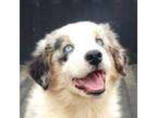 Australian Shepherd Puppy for sale in Cullman, AL, USA