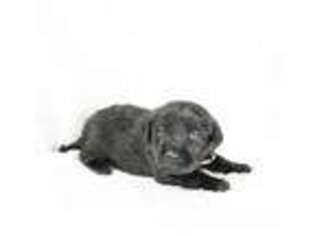 Labradoodle Puppy for sale in Fairland, OK, USA