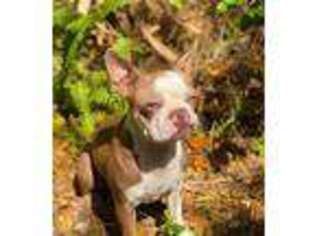 Boston Terrier Puppy for sale in Zebulon, NC, USA