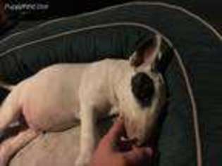 Bull Terrier Puppy for sale in Henry, SD, USA