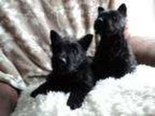 Scottish Terrier Puppy for sale in LAS VEGAS, NV, USA