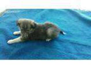 Shetland Sheepdog Puppy for sale in Decatur, IN, USA
