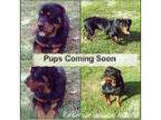 Rottweiler Puppy for sale in CALIFORNIA, MD, USA