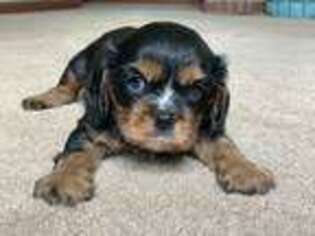Cavalier King Charles Spaniel Puppy for sale in Selma, NC, USA