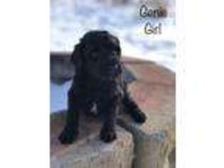 Goldendoodle Puppy for sale in Middleville, MI, USA