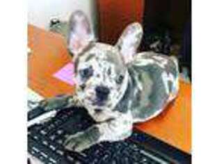 French Bulldog Puppy for sale in Wamego, KS, USA
