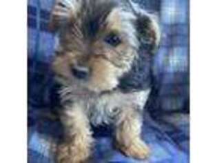 Yorkshire Terrier Puppy for sale in Oblong, IL, USA