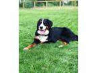 Bernese Mountain Dog Puppy for sale in Petoskey, MI, USA