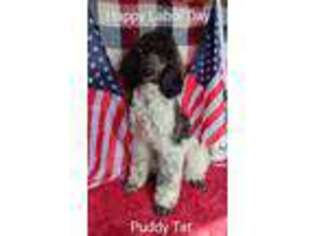Mutt Puppy for sale in Gifford, WA, USA