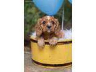 Cavalier King Charles Spaniel Puppy for sale in College Station, TX, USA