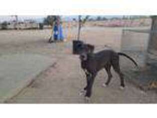 Great Dane Puppy for sale in Phelan, CA, USA