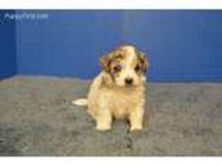 Mutt Puppy for sale in Fountain Inn, SC, USA