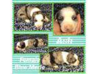 Miniature Australian Shepherd Puppy for sale in Wayne, OK, USA