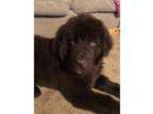 Newfoundland Puppy for sale in East Liverpool, OH, USA