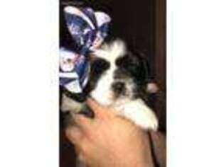 Mutt Puppy for sale in Mount Morris, NY, USA