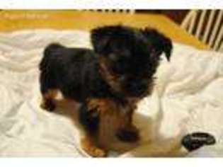 Yorkshire Terrier Puppy for sale in Teague, TX, USA