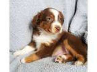 Miniature Australian Shepherd Puppy for sale in Hatley, WI, USA