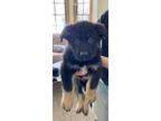 German Shepherd Dog Puppy for sale in Wellington, OH, USA