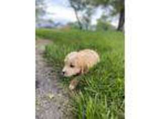 Goldendoodle Puppy for sale in Sparta, MO, USA