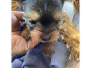 Yorkshire Terrier Puppy for sale in Monte Vista, CO, USA
