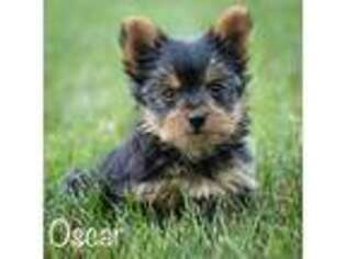 Yorkshire Terrier Puppy for sale in Centreville, MI, USA