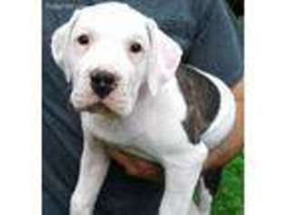 American Bulldog Puppy for sale in Marshfield, VT, USA