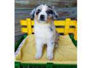 Australian Shepherd Puppy for sale in Lovington, IL, USA