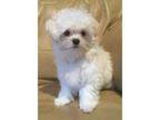 Maltese Puppy for sale in Lake George, NY, USA