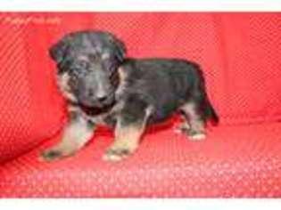 German Shepherd Dog Puppy for sale in Mansfield, MO, USA