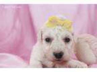 Bichon Frise Puppy for sale in Summerfield, NC, USA
