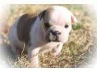 Bulldog Puppy for sale in Windsor, PA, USA