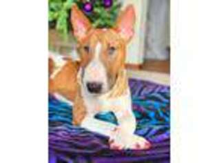 Bull Terrier Puppy for sale in North Liberty, IN, USA