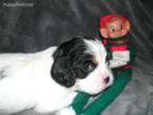Cavalier King Charles Spaniel Puppy for sale in Piney Flats, TN, USA