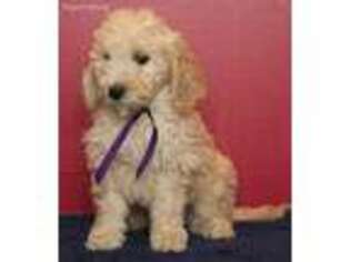 Goldendoodle Puppy for sale in La Salle, MI, USA