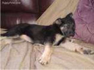 German Shepherd Dog Puppy for sale in Lakewood, WA, USA