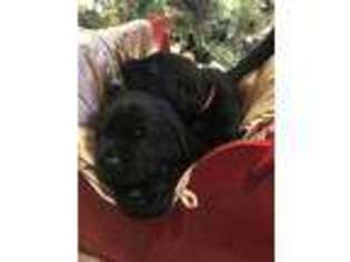 Labrador Retriever Puppy for sale in Saint Clairsville, OH, USA