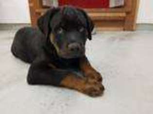 Rottweiler Puppy for sale in Temecula, CA, USA